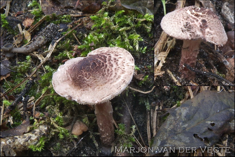 Gegordelde parasolzwam - Lepiota brunneoincarnata